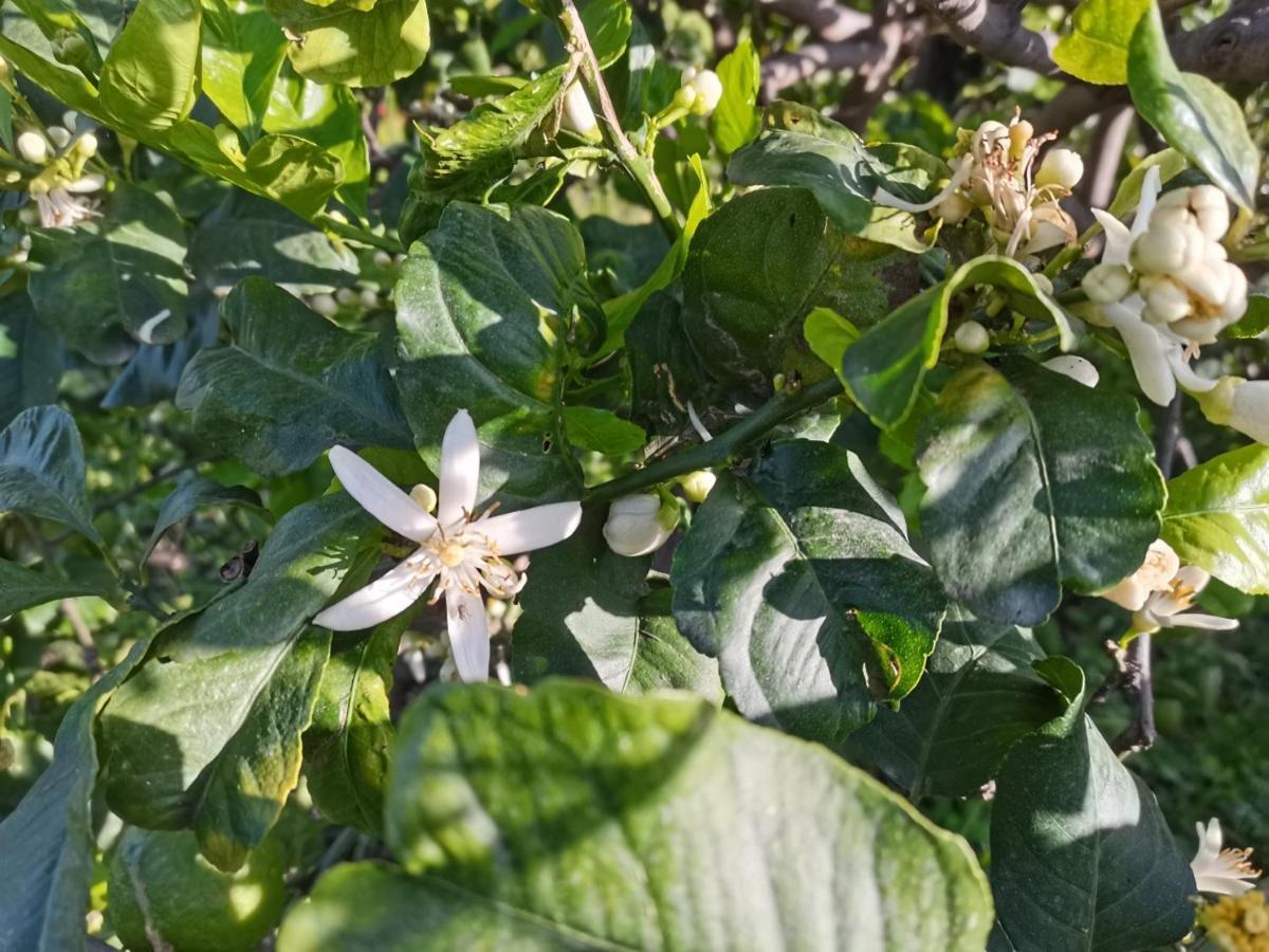 Profumo Di Zagara Acireale别墅 外观 照片