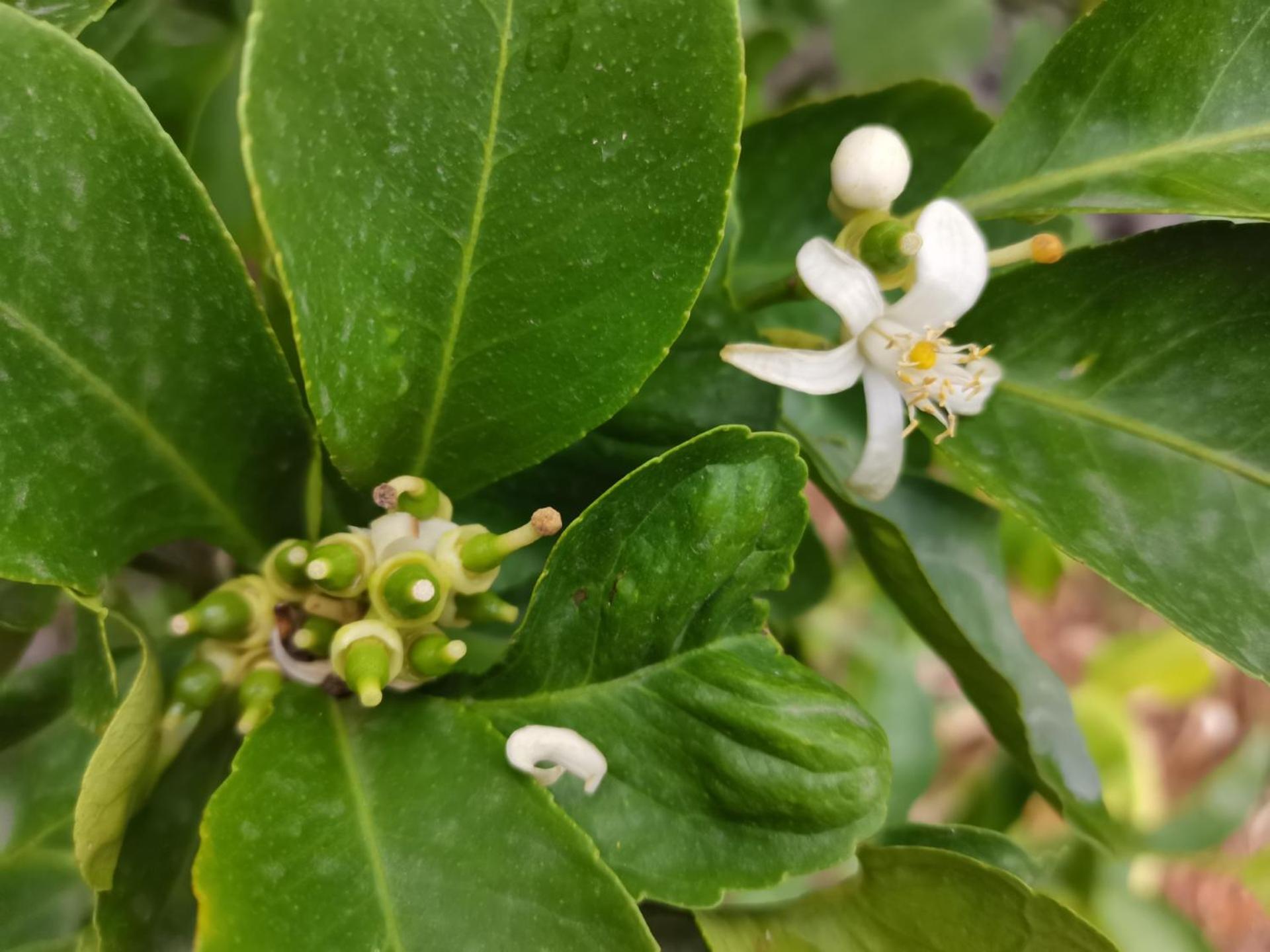 Profumo Di Zagara Acireale别墅 外观 照片